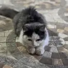 قطط لتبني