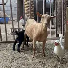 عنز قزمي مكس امريكي مع جفر