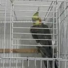 ذكر كروان