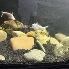 سمك كوي للبيع