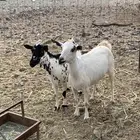 ذبايح ماعز شحم