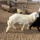 طلي حري العمر 3 شهور ونص تقريب ا