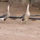وز عراقي