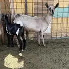 العدد 2 معزاء وحده رباع ووحده سدس ريم الحد من 1150 للوحده