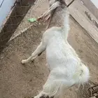 فحل تيس