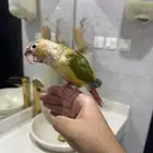 كنيور اناناس اليف ولعوب