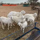 ضان خلفات معهاء الطلي ثني والضان قرح