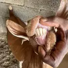 للبيع غنم محايل ( تم للبيع)
