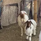 غنم نعيم متابيع رغايث