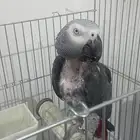 للبيع كاسكو متكلم