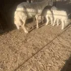 شله خلفه تحتها خروفين