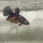 Koi betta fish