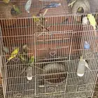 طيور الحب البادجي منتجه على ضمانتي