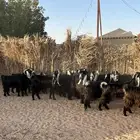 معزا عوارض