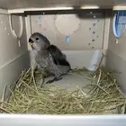 جوز روز مع فرخه