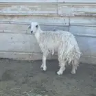 نعجتين حرية