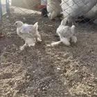 فروخ كولومبي