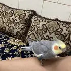 ذكر كروان ستاند اليف متكلم للبيع
