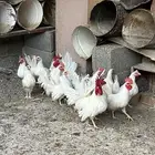 دجاج قزمي ابيض صافي