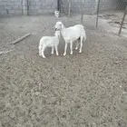 شاه عليها رخل سنها سديس