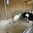 رخال للبيع