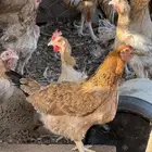 للبيع مشروع دجاج بلدي