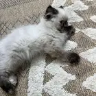 قطه