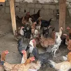 دجاج بلدي