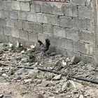 دجاج بلدي