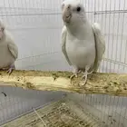 جوز كروان البينو