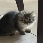 كتين 3 اشهر للبيع