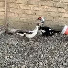 بط مكسوفي