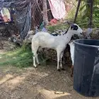 عنز وجفرتها