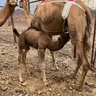 خلفه حمرا ساحليه منيحه ب 11500 تم البيع