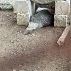 دجاج رومي
