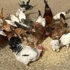 دجاج بلدي وفرنسي صحته 100