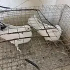 جوز حمام فرنسي حجم سوبر جامبو