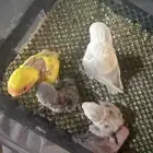 فروخ روز غر