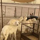 طليان عدد6 شحم