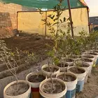 شتلات تين ورمان من مزرعتي الخاصه