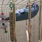 بغبغاء دره