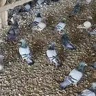 حمام زاجل للبيع