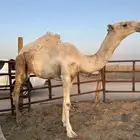 بيع قعود