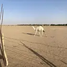 للبيع بكره رمانيه على جميع الشروط