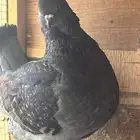 جوز كنق مودينا فاخر تم البيع