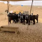 تيوس مخاصي فل شحم عوارض جبره ذبايح ثلاجه يوجد صلخ وتوصيل