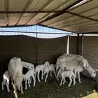 حريات متاويم 3 معها 6