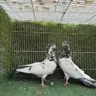 زوج تيدي جنسراء