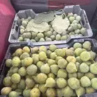 تين حماط حق بلحمر