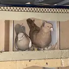 جوز تركي مسرول منتج